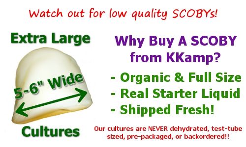 Why buy the best Kombucha Kit from Kombucha Kamp?