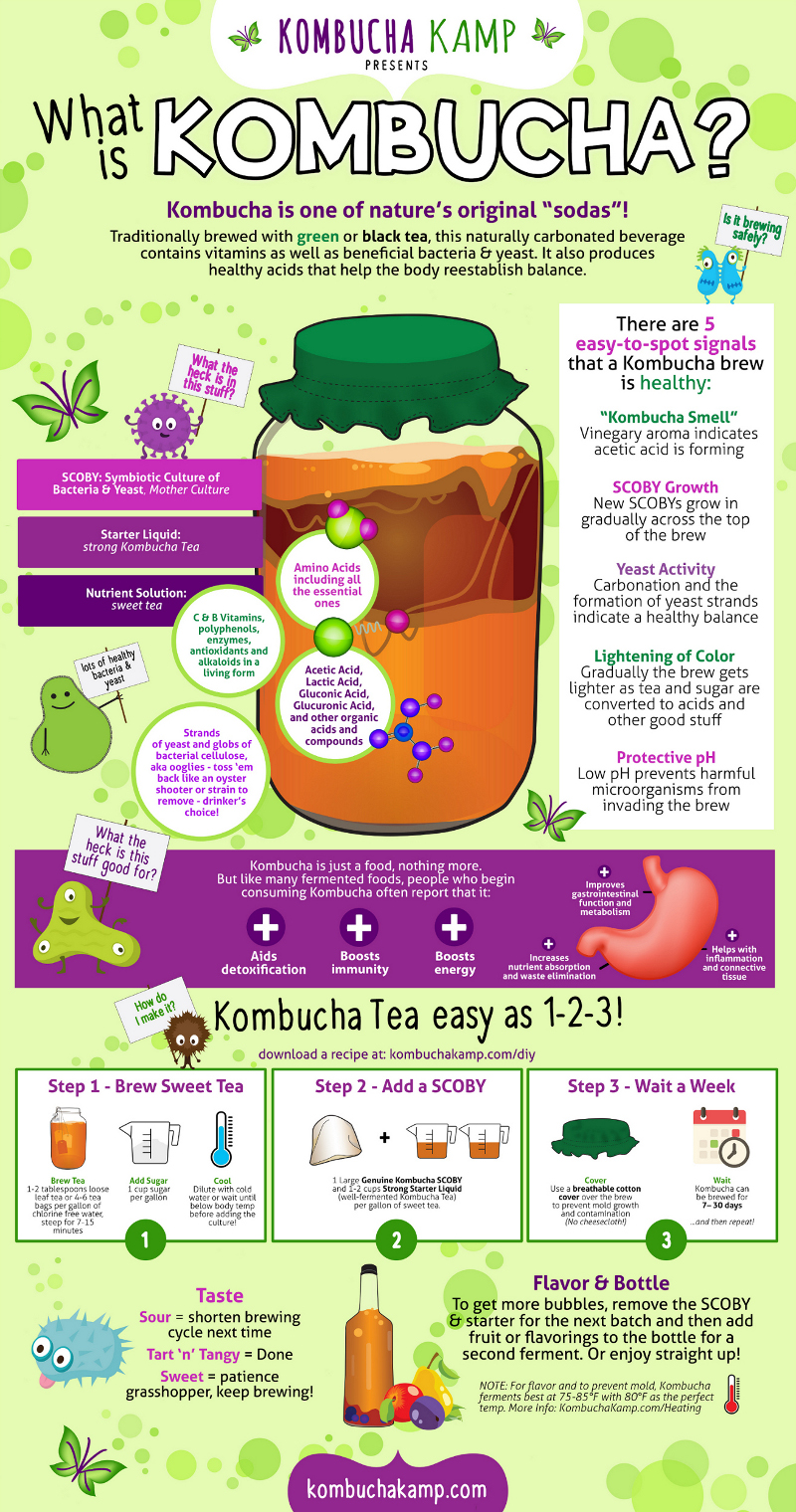 DIY Kombucha infographic