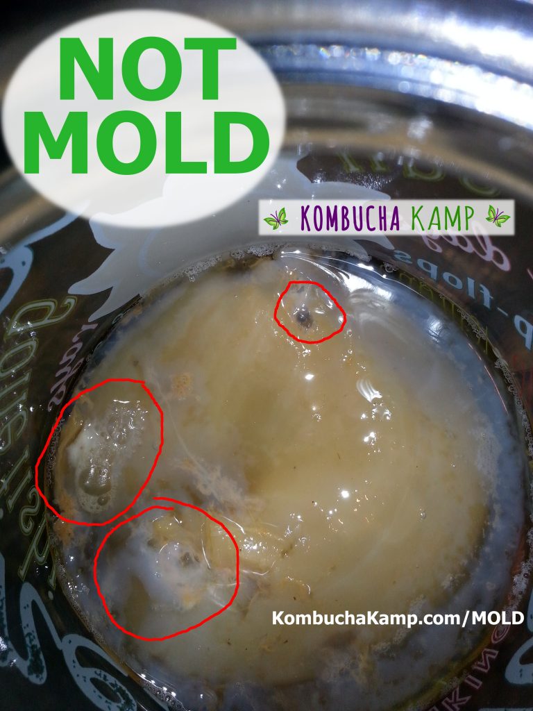 New young Kombucha SCOBY forms in white areas around the original Culture and 3 areas of yeast and bubbles have trapped in the formation, but it&#039;s NOT Kombucha Mold