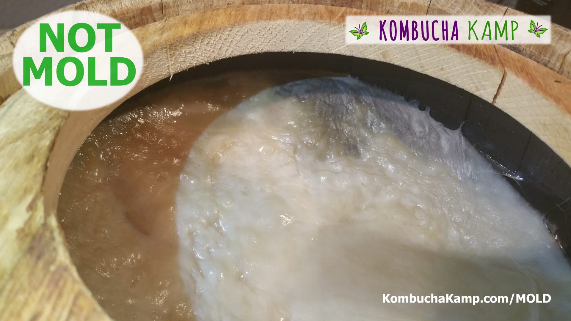 Looking down inside an oak barrel cut open wide at the top per Kombucha Kamp&#039;s specs we can see new white SCOBY growth forming across the top of the brew and attaching to the side walls