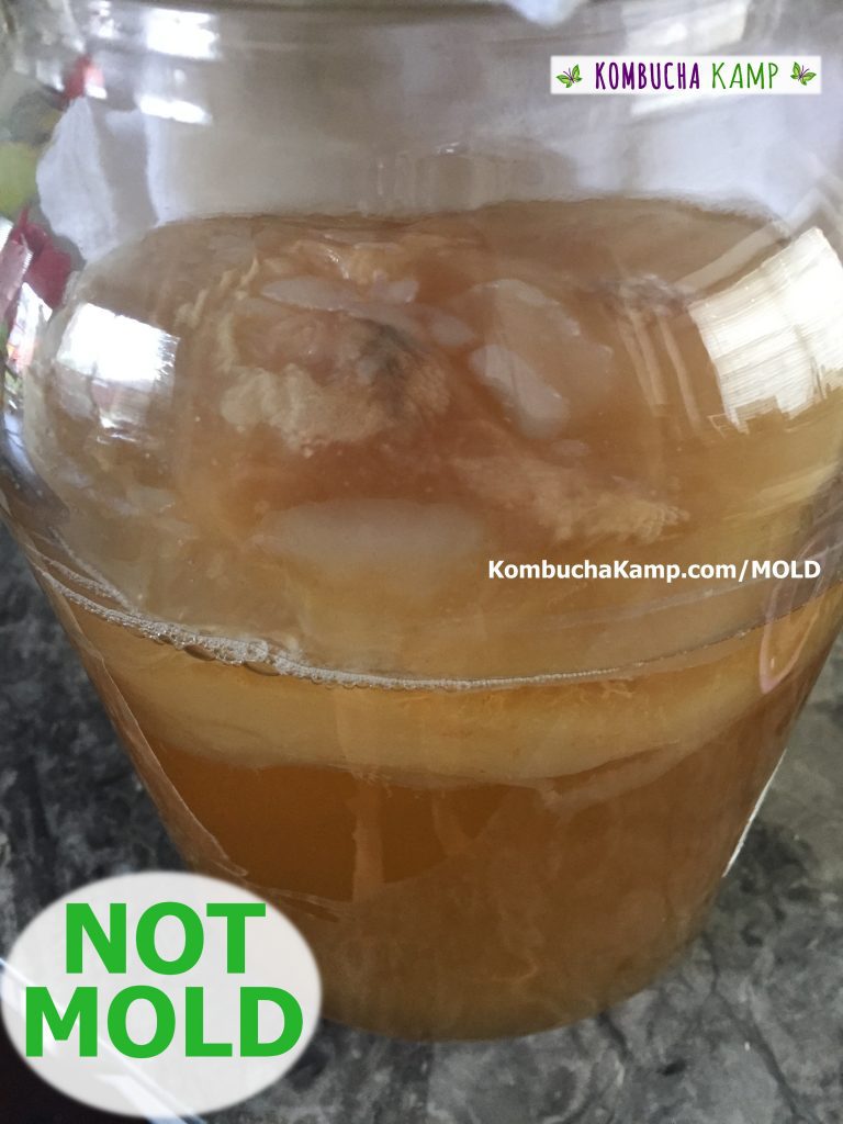 Area of new SCOBY growth forming over the Kombucha brew with yeast and the original culture floating beneath the surface, no mold