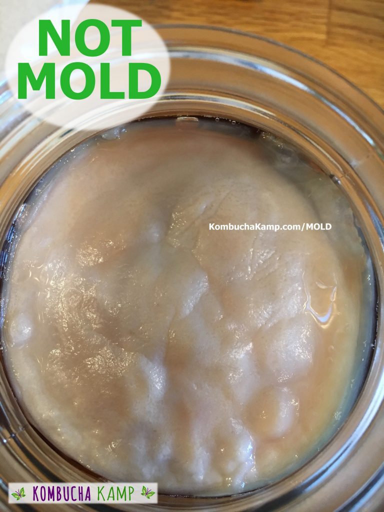 White lumpy new Kombcha SCOBY growth on a mature brew not mold on Kombucha SCOBY