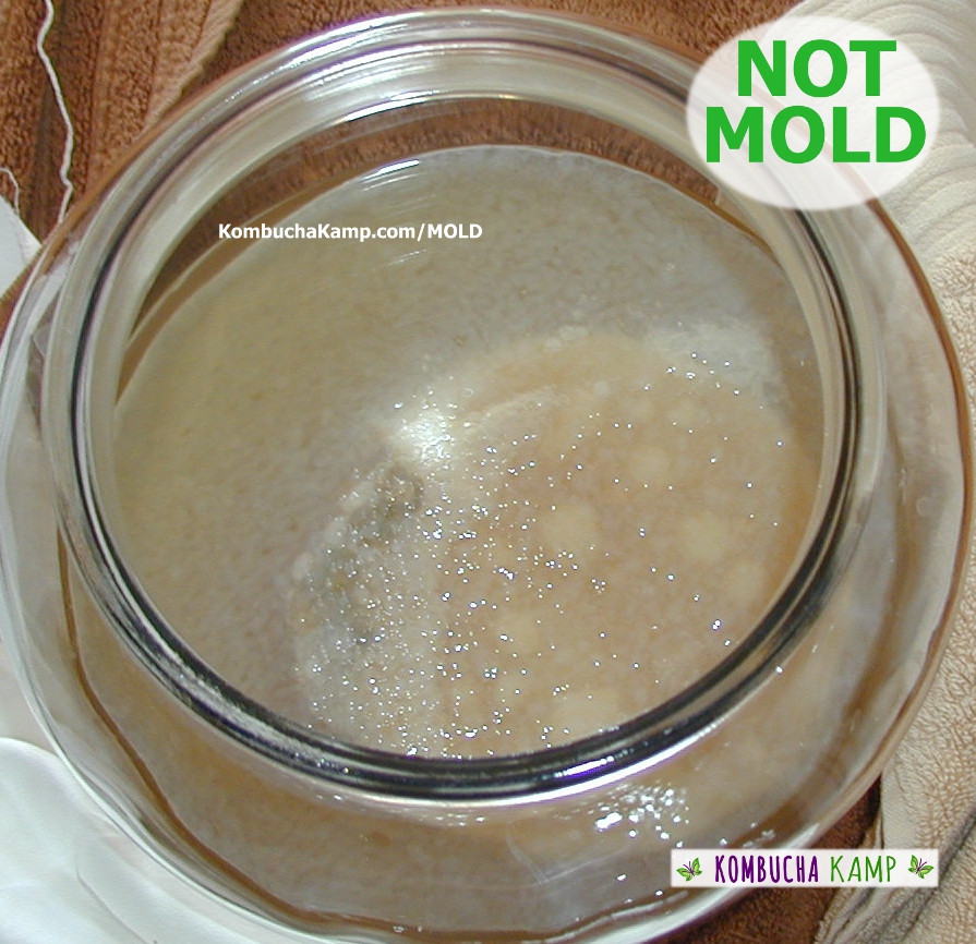 Young new translucent Kombucha SCOBY forms over a brew with some yeast underneath and the original SCOBY visible but no mold on Kombucha